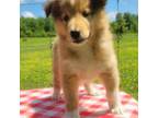 Bearded Collie Puppy for sale in Woodbury, TN, USA