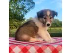 Bearded Collie Puppy for sale in Woodbury, TN, USA