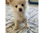 Pomeranian Puppy for sale in Sedro Woolley, WA, USA