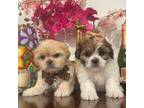 Shih Tzu Puppy for sale in Corona, CA, USA