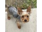 Yorkshire Terrier Puppy for sale in Corona, CA, USA