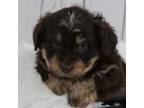 Mutt Puppy for sale in Huntington, MA, USA