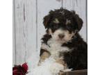 Mutt Puppy for sale in Huntington, MA, USA