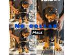 Rottweiler Puppy for sale in Del City, OK, USA