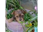 Yorkshire Terrier Puppy for sale in Wheatfield, IN, USA