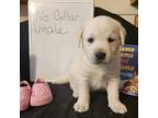 Labrador Retriever Puppy for sale in Rocky Mount, VA, USA