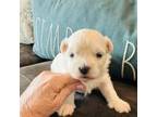 Maltese Puppy for sale in Columbia, LA, USA