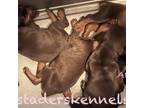 Doberman Pinscher Puppy for sale in Canton, NC, USA