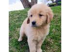 Golden Retriever Puppy for sale in Mohawk, NY, USA