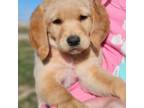 Labradoodle Puppy for sale in Great Falls, MT, USA