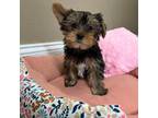 Yorkshire Terrier Puppy for sale in Albuquerque, NM, USA