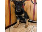 German Shepherd Dog Puppy for sale in Boston, MA, USA