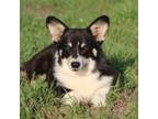 Pembroke Welsh Corgi Puppy for sale in West, TX, USA