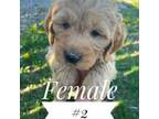 Goldendoodle Puppy for sale in Mingo, IA, USA