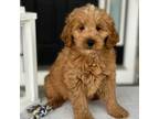 Goldendoodle Puppy for sale in Warsaw, NY, USA