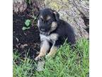 German Shepherd Dog Puppy for sale in Trenton, MO, USA