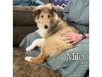 Milo