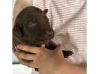 Labrador Retriever Puppy for sale in Cleburne, TX, USA