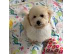 Maltipoo Puppy for sale in Tampa, FL, USA