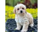 Maltipoo Puppy for sale in Tampa, FL, USA