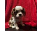 Cavalier King Charles Spaniel Puppy for sale in Dallas, OR, USA