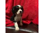 Cavalier King Charles Spaniel Puppy for sale in Dallas, OR, USA