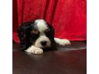 Cavalier King Charles Spaniel Puppy for sale in Dallas, OR, USA