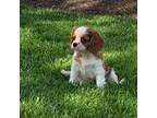 Cavalier King Charles Spaniel Puppy for sale in Dallas, OR, USA