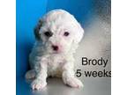 Brody