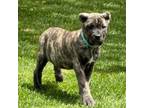 Cane Corso Puppy for sale in Longmont, CO, USA