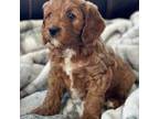 Cavapoo Puppy for sale in Canistota, SD, USA