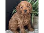 Cavapoo Puppy for sale in Canistota, SD, USA