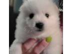 American Eskimo Dog Puppy for sale in Birmingham, IA, USA