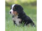 Bernese Mountain Dog Puppy for sale in Guys Mills, PA, USA