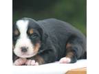 Bernese Mountain Dog Puppy for sale in Guys Mills, PA, USA