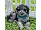 Goldendoodle Puppy for sale in Bloomfield, MO, USA