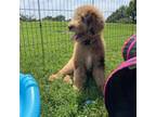 Goldendoodle Puppy for sale in Bloomfield, MO, USA