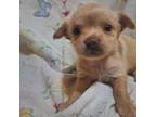 Chihuahua Puppy for sale in Carthage, TX, USA