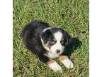 Australian Shepherd Puppy for sale in Lakeland, FL, USA