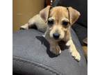 Dachshund Puppy for sale in Oxford, MA, USA