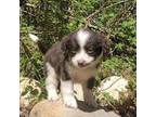 Miniature Australian Shepherd Puppy for sale in Seattle, WA, USA