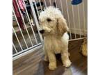 Goldendoodle Puppy for sale in Clearwater, FL, USA