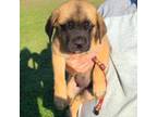 Cane Corso Puppy for sale in Hattieville, AR, USA