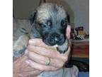 Cane Corso Puppy for sale in Hattieville, AR, USA