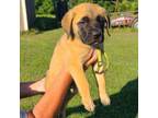 Cane Corso Puppy for sale in Hattieville, AR, USA