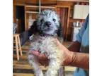 Mutt Puppy for sale in Hattieville, AR, USA