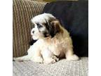 Zuchon Puppy for sale in Bonaparte, IA, USA