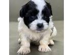 Zuchon Puppy for sale in Bonaparte, IA, USA