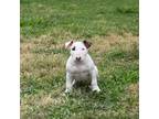 Boston Terrier Puppy for sale in Houston, TX, USA