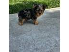 Yorkshire Terrier Puppy for sale in Montgomery, IN, USA